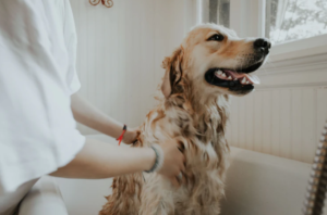 bathroom pet safety