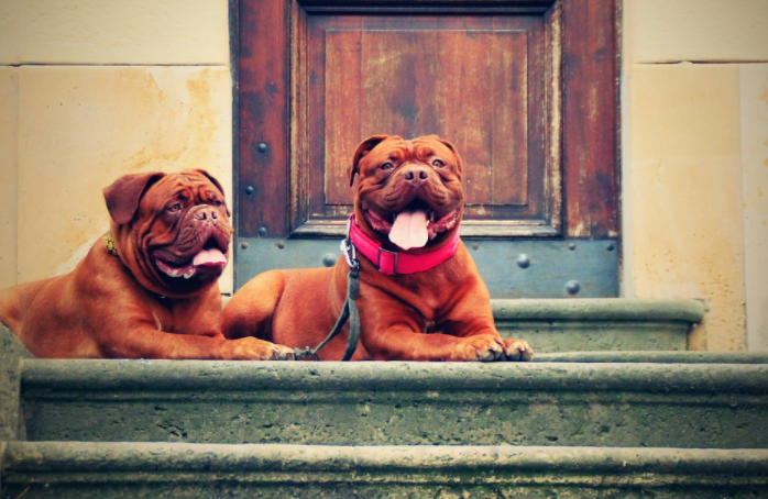 A Short Guide to a Wireless Dog Fence